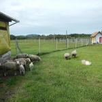 20141006 Fazenda Ovinocultura Ovelhas na área do aviário.jpg
