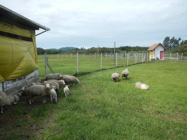 20141006 Fazenda Ovinocultura Ovelhas na área do aviário.jpg