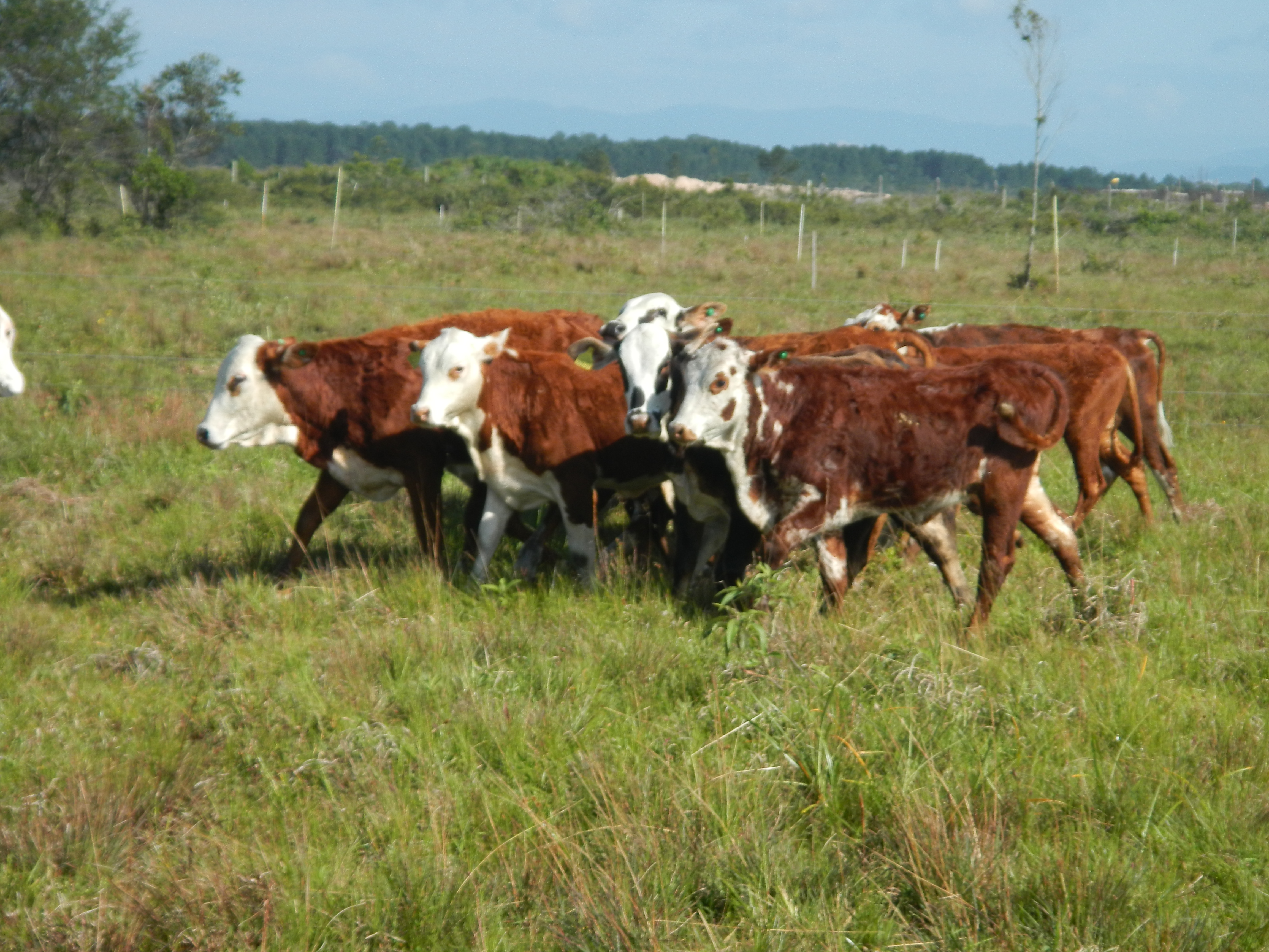 20141008 Fazenda Pastagem bovinocultura Manejo Terneiras 001.jpg