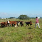 20141008 Fazenda Pastagem bovinocultura Manejo Terneiras 002.jpg