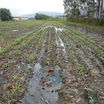 20141015 Fazenda Lavoura milho após chuva 001.jpg