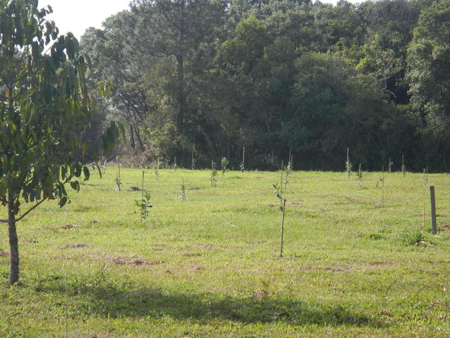 20141024 Fazenda Fruticultura Pomar Citrus Laranjeiras novas.jpg